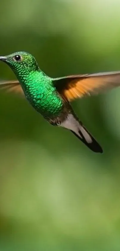 Vibrant hummingbird in flight on a green background mobile wallpaper.