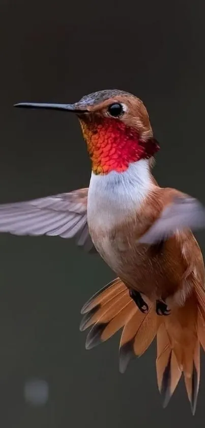 Vibrant hummingbird in mid-flight with blurred background.