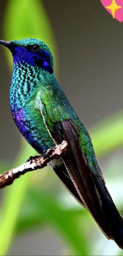 Colorful hummingbird perched on a branch with vibrant green and blue plumage.