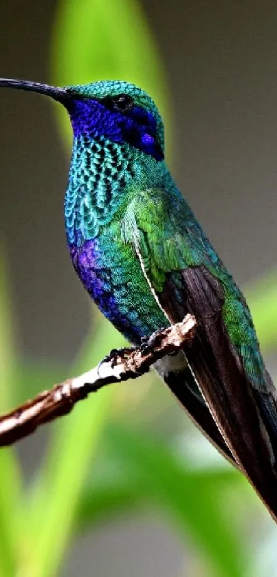 Vibrant green and blue hummingbird perched on a branch, set against a blurred background.