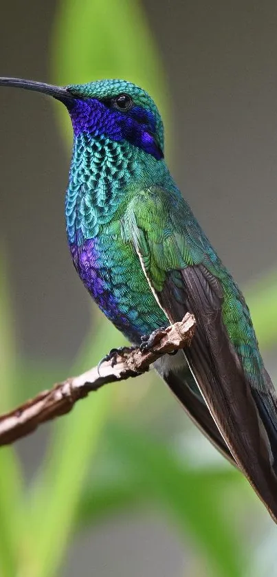 Vibrant hummingbird perched with green and blue feathers.