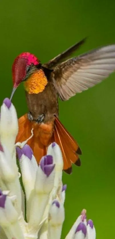 Colorful hummingbird flying near vibrant flowers.