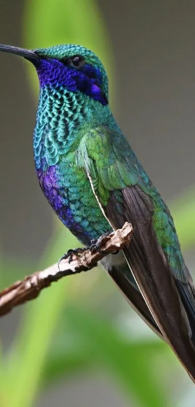 Vibrant hummingbird with iridescent green feathers on a branch.