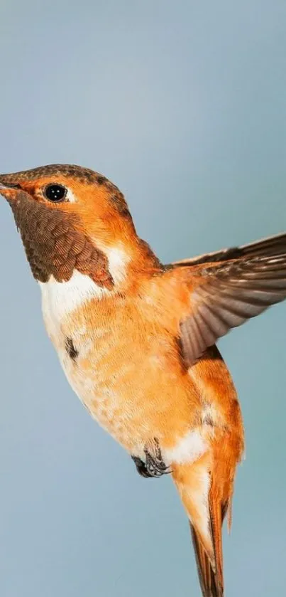 Vibrant hummingbird showing colorful plumage against a soft sky blue background.