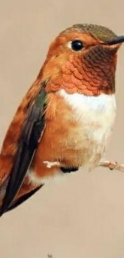 Close-up of a vibrant orange hummingbird perched gracefully.