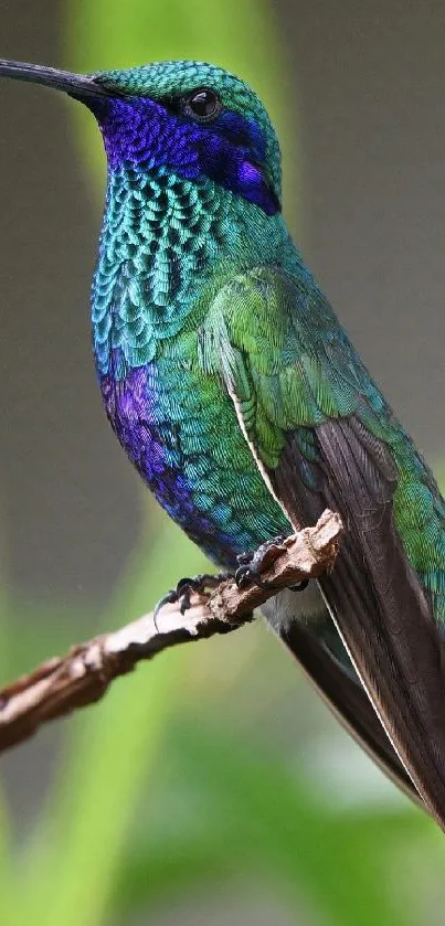 Vibrant hummingbird with green and blue plumage perched gracefully.