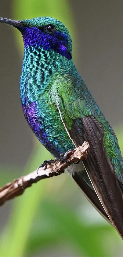 Vibrant green and blue hummingbird perched on a branch.