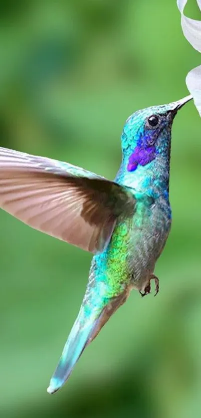 Vibrant hummingbird in flight near a white flower.