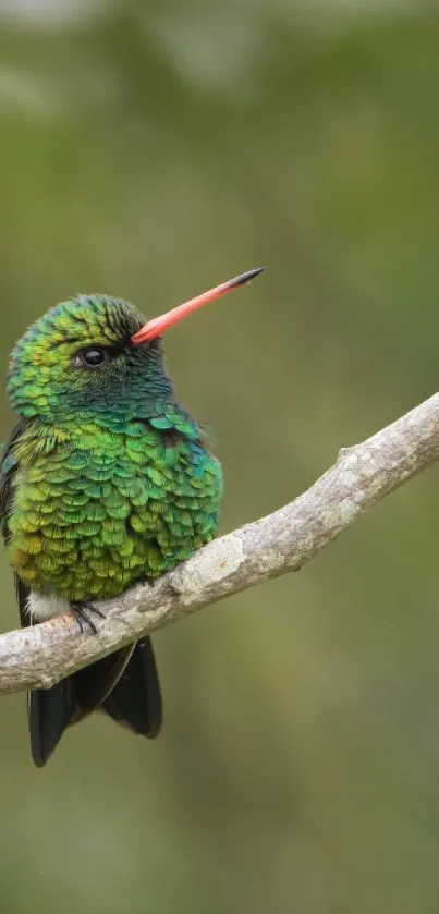 Vibrant green hummingbird perched on a branch against a soft background.