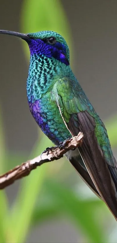 Vibrant hummingbird with colorful feathers perched on a branch.