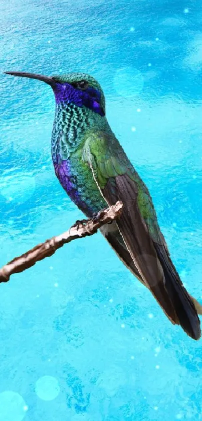 Vibrant hummingbird perched against a blue ocean background.