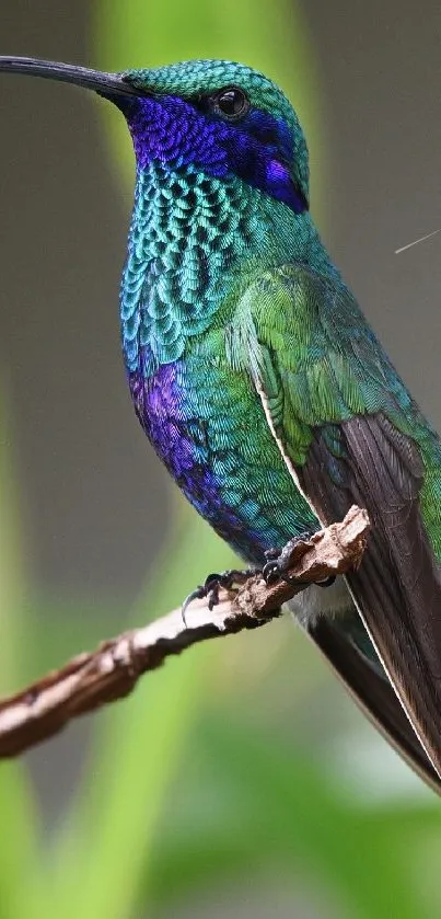 Vibrant hummingbird perched on a branch with green and blue plumage.