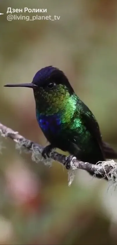 Vibrant emerald green hummingbird perched gracefully on a branch.