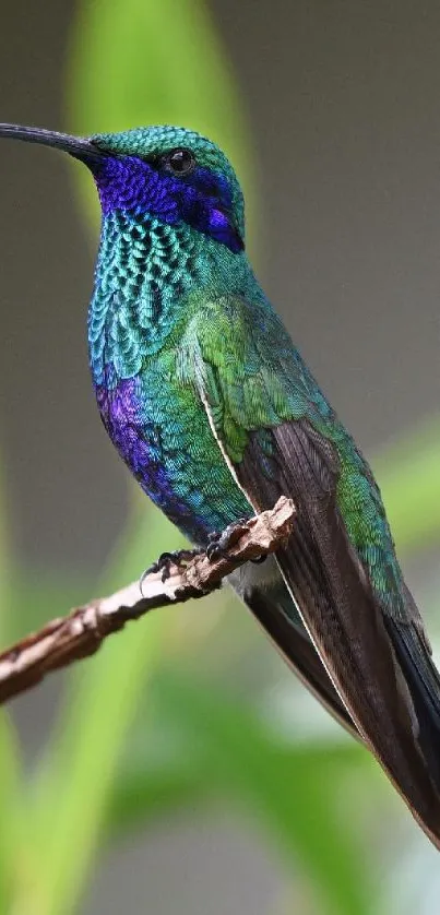 Vibrant hummingbird with green and blue feathers perched on a branch.