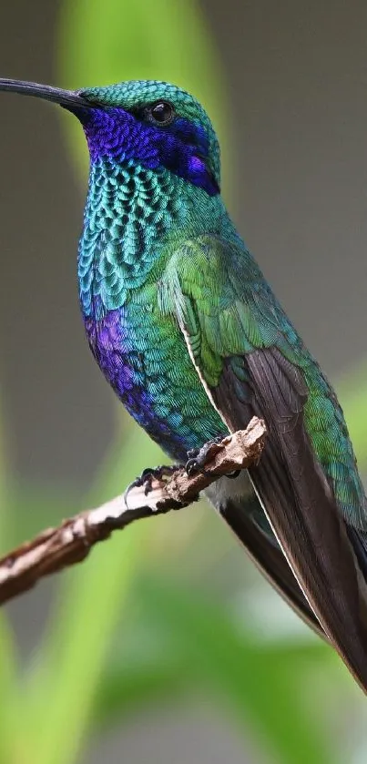 Vibrant green and blue hummingbird perched on a branch.