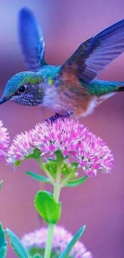 Hummingbird on pink flowers with vibrant purple hue in nature scene.