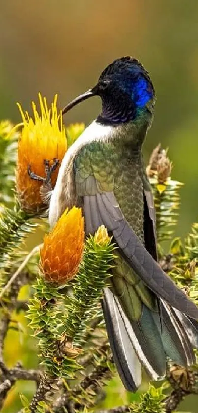 Elegant hummingbird perched on a vibrant thorny plant.