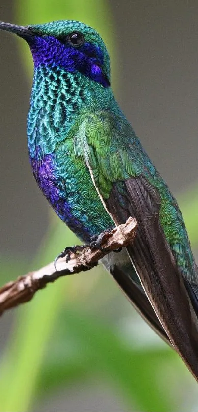 Vibrant hummingbird perched with colorful feathers on a branch.