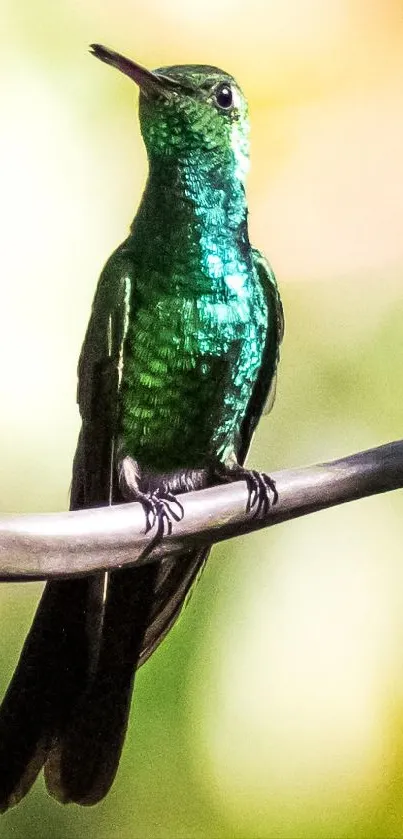 Green hummingbird perched on a branch with a blurred background.