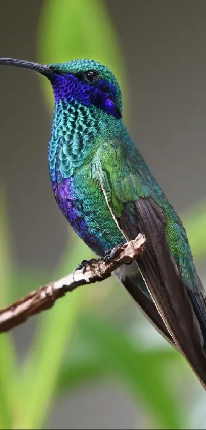 Colorful hummingbird perched on branch with green background.