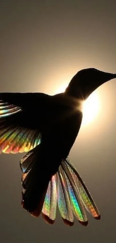 Silhouette of a hummingbird with rainbow-tinted wings against the sun.