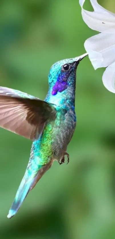 Vibrant hummingbird hovering by a flower in lush greenery.