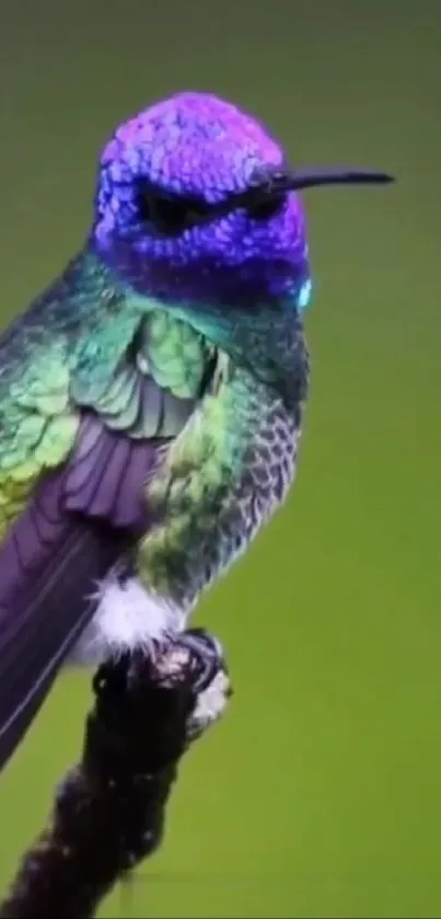 Vibrant and colorful hummingbird perched on a branch against a green background.