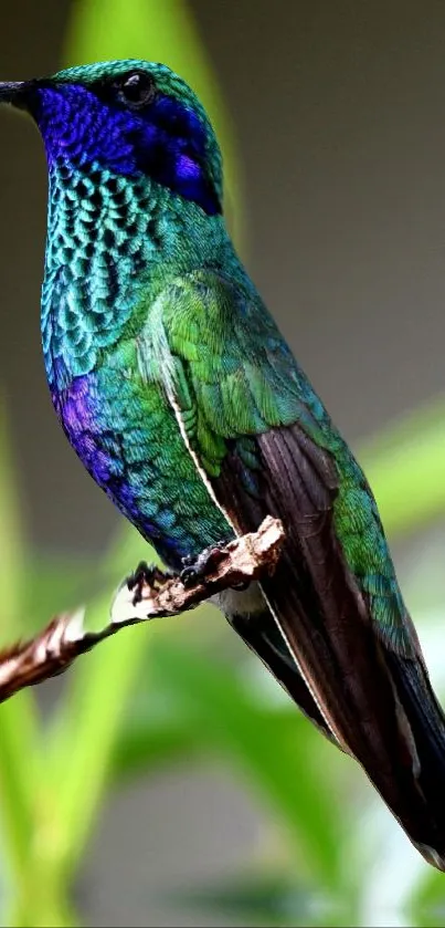 Vibrant green hummingbird perched against a blurred natural background.