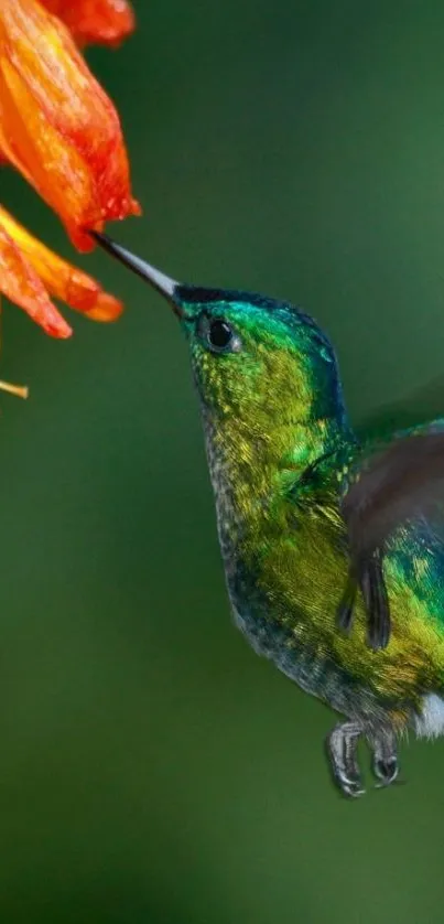 A vibrant hummingbird feeding on orange flowers with a lush green background.