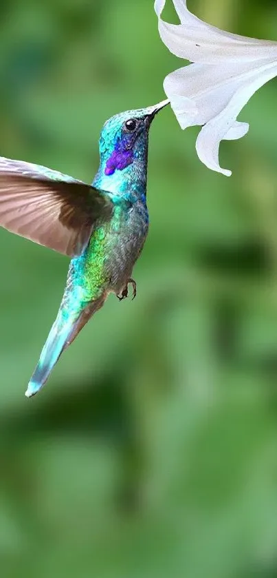 Vibrant hummingbird drinking from a white flower.