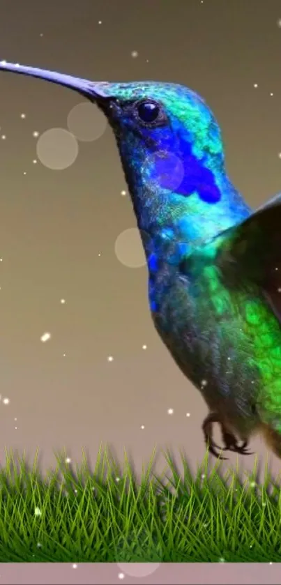 Vibrant hummingbird with iridescent colors on a nature-themed wallpaper.