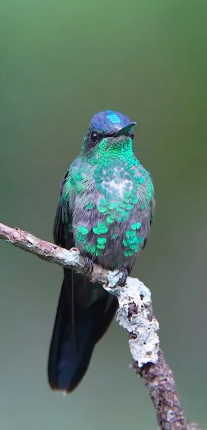 A vibrant hummingbird perched on a branch with green and blue feathers.