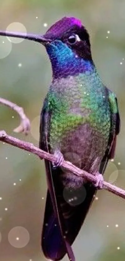 Iridescent hummingbird perched on a branch amidst green foliage.