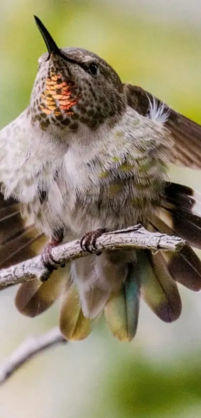 Colorful hummingbird perched on branch with green background.