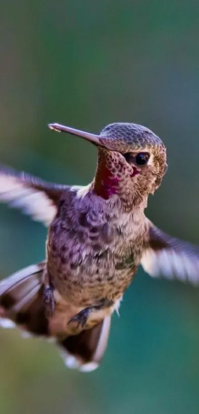 Hummingbird in flight with vivid feathers against blurred background.