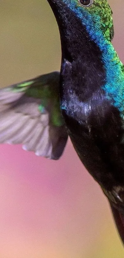 Vibrant hummingbird with multicolored feathers in flight.