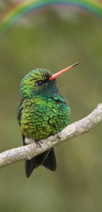 Vibrant hummingbird perched on branch with rainbow backdrop.