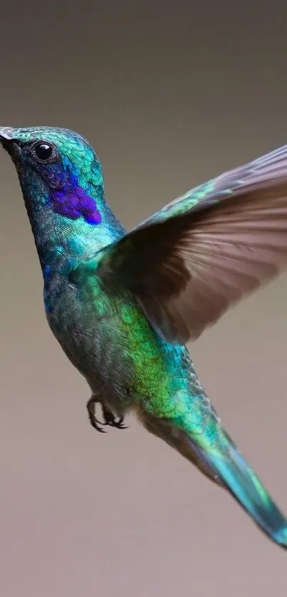 Vibrant hummingbird with teal feathers in flight.