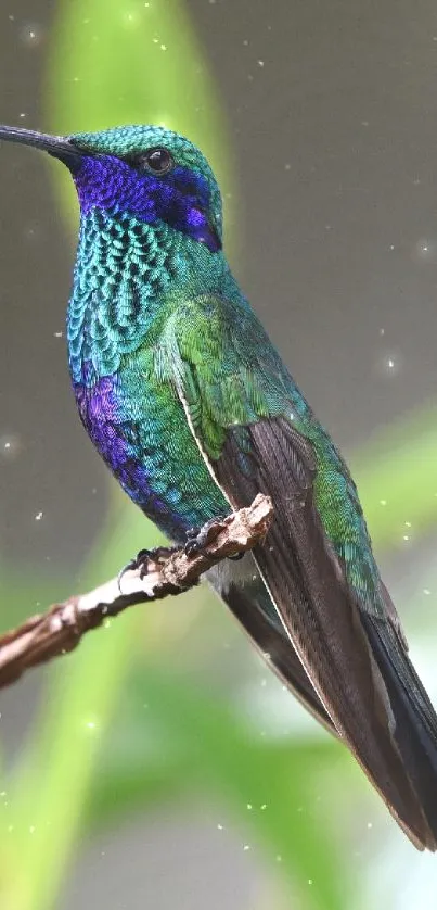 A beautiful green and blue hummingbird perches gracefully on a branch.