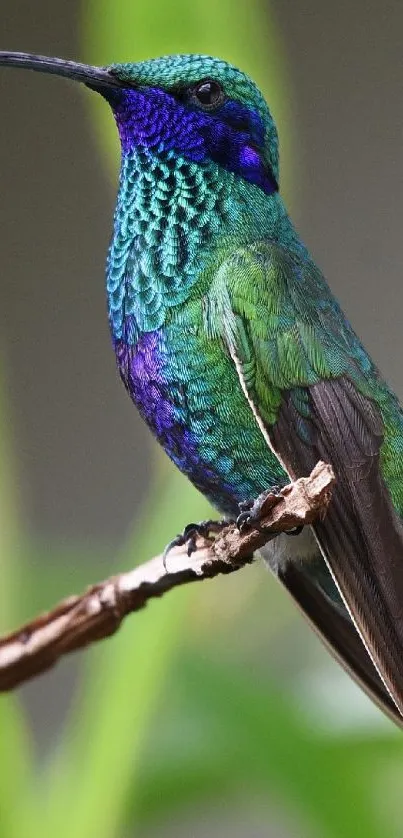 Vibrant green and blue hummingbird perched gracefully on a branch.