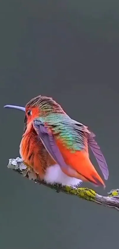 A vibrant hummingbird perched on a branch with a green background.