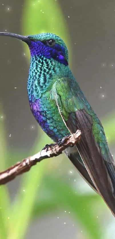 Iridescent hummingbird perched on a branch with vibrant green and blue feathers.