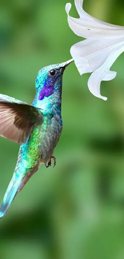 Vibrant hummingbird near a white flower on a green background.