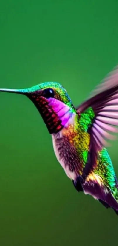 Colorful hummingbird in mid-flight with a green background.