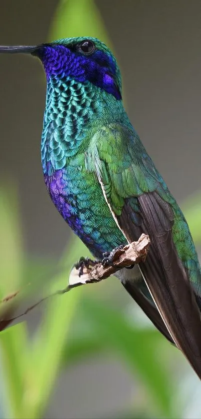 Vibrant hummingbird with green and blue feathers perched gracefully.