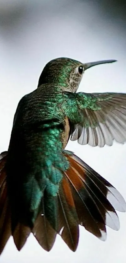 Vibrant hummingbird in flight with detailed wings and rich green colors.