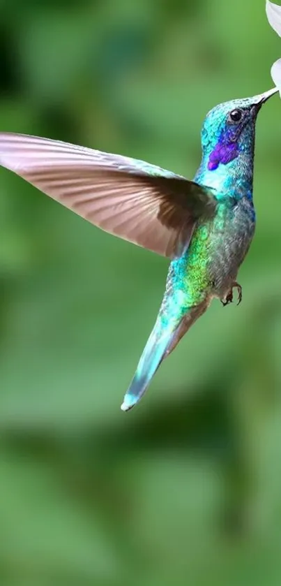 Vibrant hummingbird feeding on a white flower with green background.