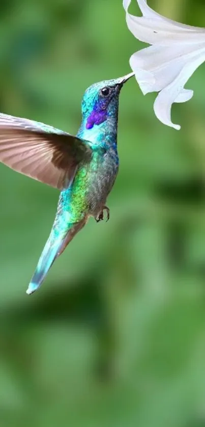 Vibrant hummingbird sipping from a white lily on a green background.