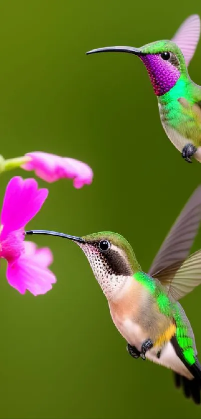 Two vibrant hummingbirds hover near bright flowers against a green background.