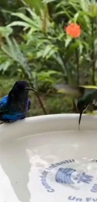 Two hummingbirds by a bowl in a lush garden.